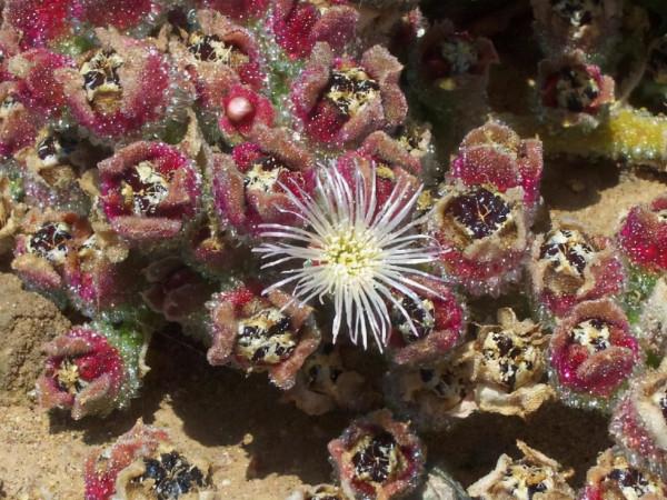 去非洲旅遊，看到遍地&OpenCurlyDoubleQuote;野生多肉&rdquo;不能動手，真是又心癢、又滿足