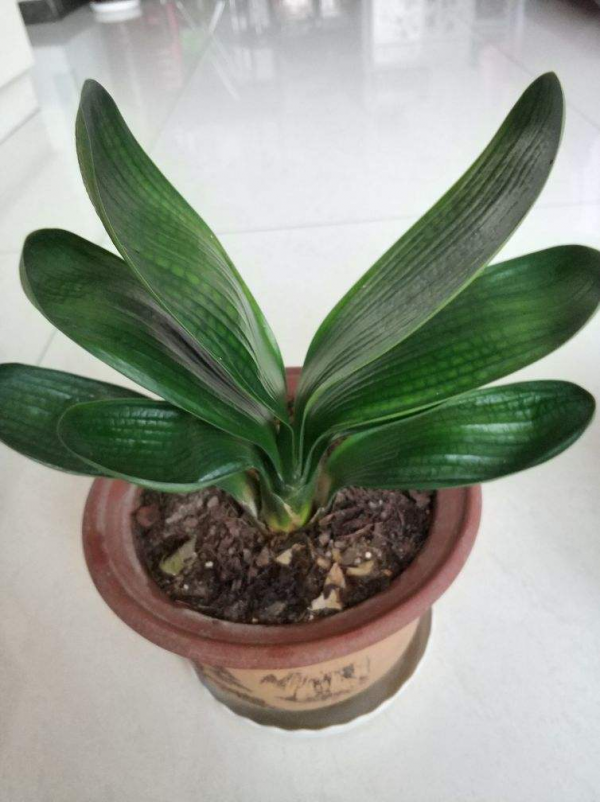 5種花冬天是“虛弱期”，千萬管住手別澆水，一旦積水死一大片