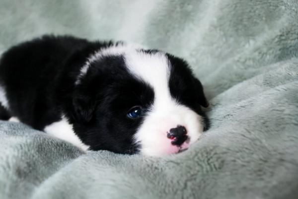 小型犬推薦:這幾種小狗狗,可以給你帶來幸福感 小型犬推薦:這幾種小狗狗,可以給你帶來幸福感