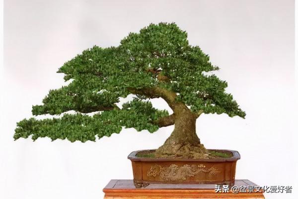 俗話說：千年羅漢松、萬代幸福根