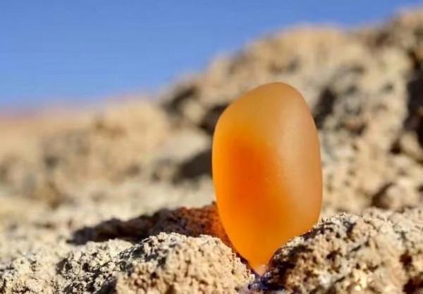 在新疆，有一種生活叫“撿石頭”