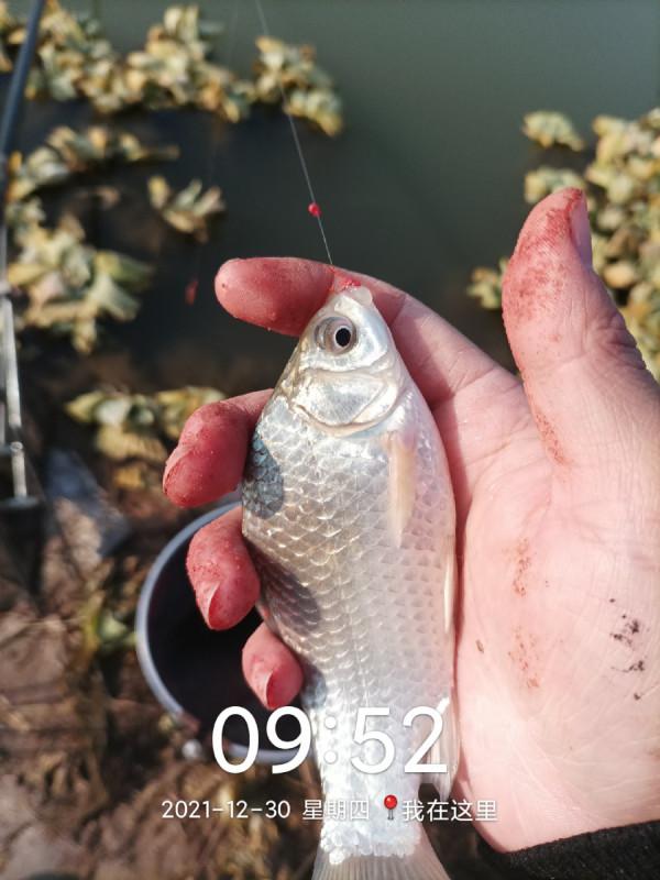 冬季魚類的致命誘惑，更換後果然立竿見影