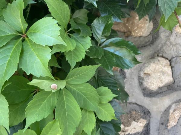 福漫小築,把波西米亞風的自由和浪漫裝進金海湖畔 福漫小築,把波西米亞風的自由和浪漫裝進金海湖畔