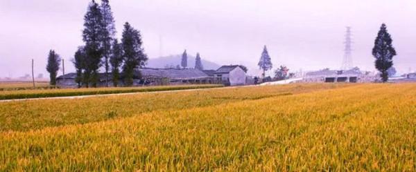 潘坤球:遠鄉(短小說) 潘坤球:遠鄉(短小說)