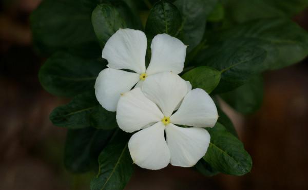 常見的“便宜花”,幾塊錢買回家,還能養成“棒棒糖” 常見的“便宜花”,幾塊錢買回家,還能養成“棒棒糖”