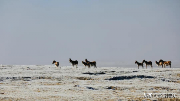 冬季來西藏怎麼玩？最全旅行攻略，開啟你對它的誤解