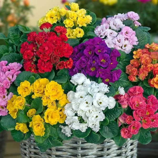 關於花園的春日限定，我們有這5款草花福利想分享給你
