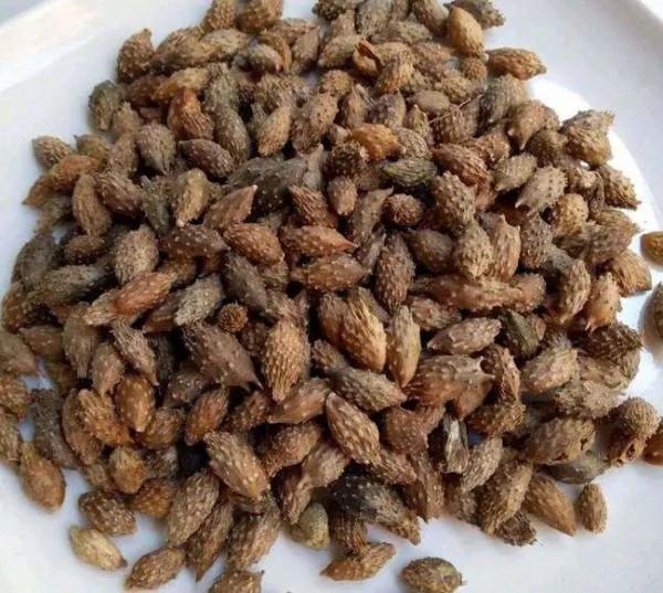 國醫大師路誌正:祛除溼濁經驗二十三則 國醫大師路誌正:祛除溼濁經驗二十三則