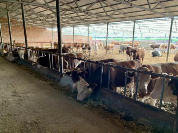 走進鄉村看小康丨巴林左旗成榮家庭牧場:田園牧歌裡的致富經 走進鄉村看小康丨巴林左旗成榮家庭牧場:田園牧歌裡的致富經