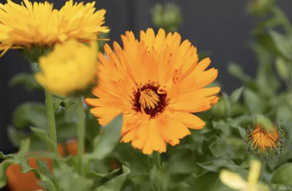 20種充滿活力的橙黃色花卉,來為你的生活注入快樂吧 20種充滿活力的橙黃色花卉,來為你的生活注入快樂吧