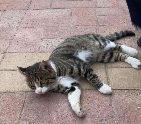 那些被收養的流浪貓都過得怎麼樣了？