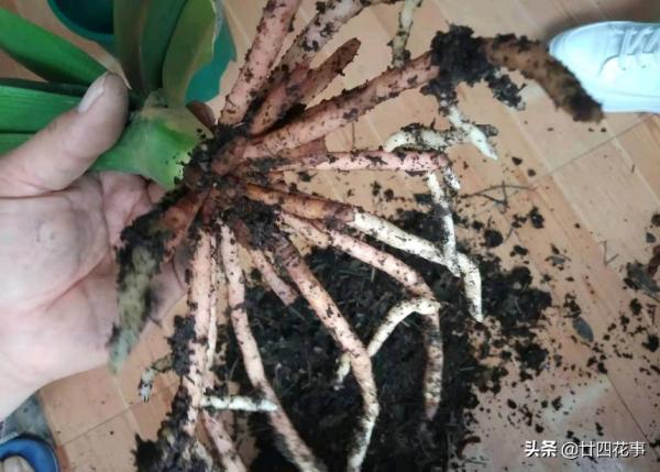 秋天給君子蘭翻盆，盆土加“4種顆粒”，透氣不積水，1年不爛根