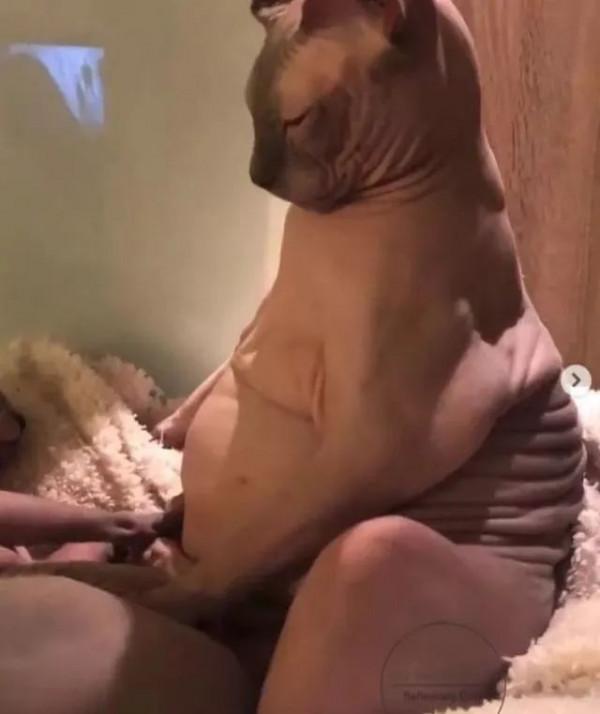 別的貓胖起來算可愛,無毛貓胖起來的畫風...噗哈哈哈哈 別的貓胖起來算可愛,無毛貓胖起來的畫風...噗哈哈哈哈