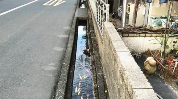 日本城市很繁華，日本農村長什麼樣？國人有些不敢信