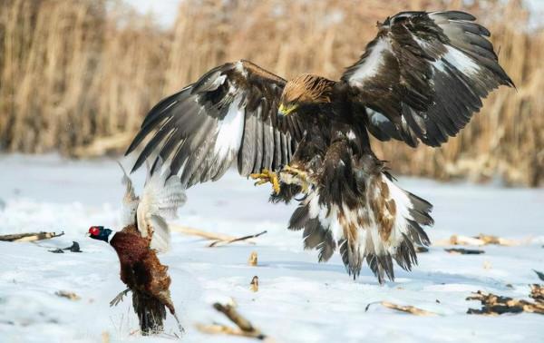 世界上速度最快的動物盤點，獵豹只能排第五名