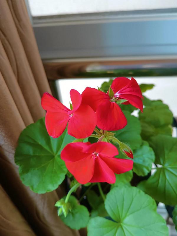 冬日裡陽臺上的春天 冬日裡陽臺上的春天