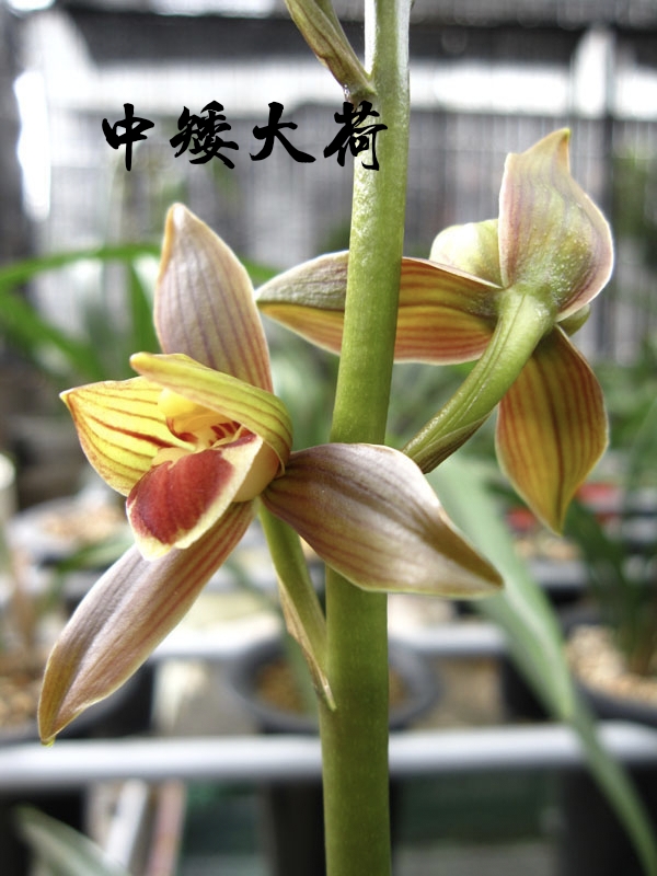 為什麼很多人養花養不活