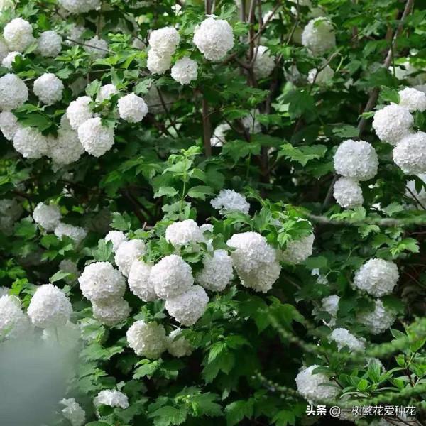 花比足球大的繡球，鬥球、麻球、歐繡球區別是什麼，選合適自家的