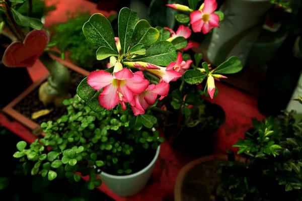 冬季養這8種常見的花，澆水容易凍死，幹養才能安全越冬