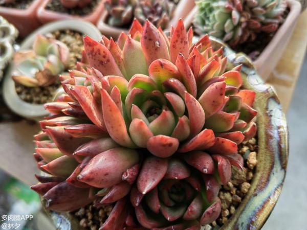 買多肉的路上漸行漸遠，嘴上說著不買了，身體還是很實誠