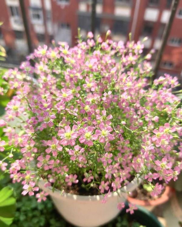 盆栽滿天星的養護技巧有2個，花朵繁多、開成花球、簡單美好