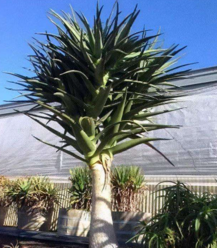 6種可以養成樹的&OpenCurlyDoubleQuote;多肉&rdquo;，地方大定要養一盆，越大越漂亮