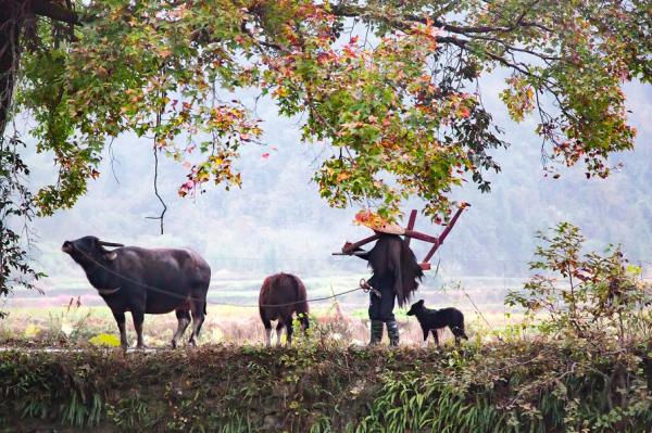 今日推薦故事:老王借牛 今日推薦故事:老王借牛