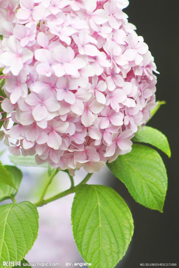 《百花集》（二百五十二）