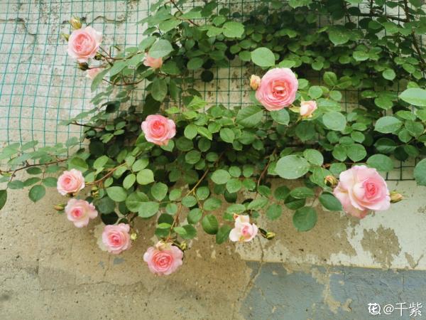 學會養護5步法，月季嗖嗖滿架爬，整面花牆太好看