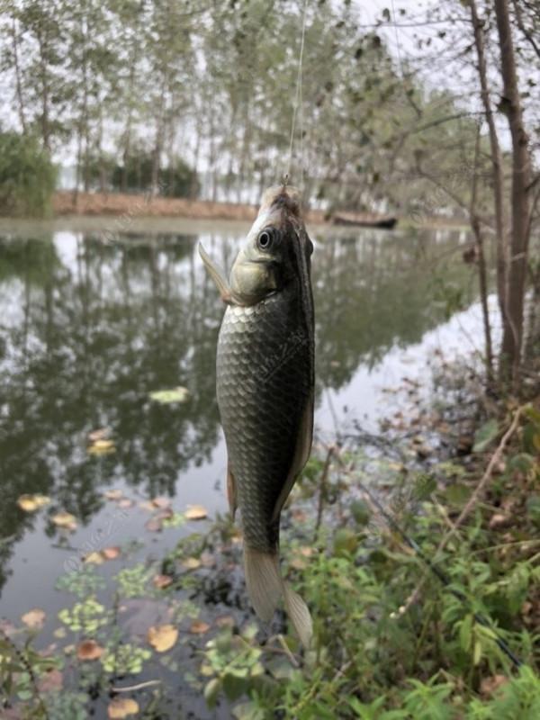 2021垂釣日誌之63,成子湖支流這魚釣得真過癮 2021垂釣日誌之63,成子湖支流這魚釣得真過癮