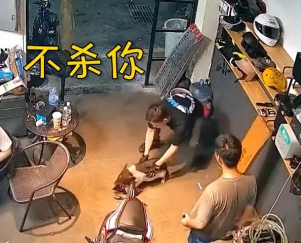 成精了!廣東寵物豬誤入火鍋聚會掙扎求生,一聽“不殺”瞬間乖巧 成精了!廣東寵物豬誤入火鍋聚會掙扎求生,一聽“不殺”瞬間乖巧