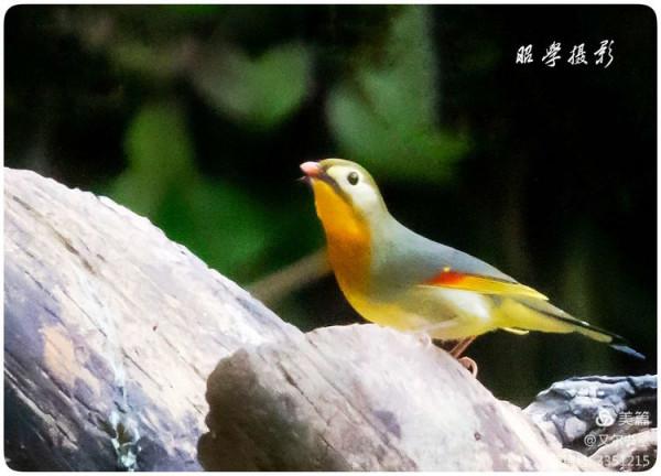 又爾書堂：紅嘴相思鳥一一忠貞愛情的楷模