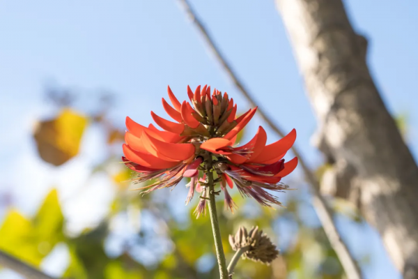 冬日騰衝,方圓十里有花香 冬日騰衝,方圓十里有花香