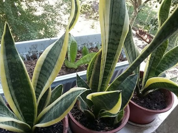 虎皮蘭盆栽不愛發芽該怎麼辦?堅持用1種水,側芽冒不停 虎皮蘭盆栽不愛發芽該怎麼辦?堅持用1種水,側芽冒不停