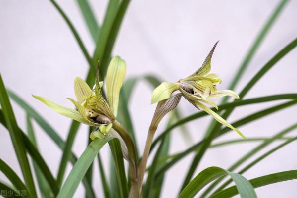 有這4個愛好的人，不適合養蘭花，勸你別白費功夫
