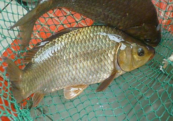 冬釣鯽魚,沒釣幾條魚就停口?這2種“王者餌料”才最適合聚魚 冬釣鯽魚,沒釣幾條魚就停口?這2種“王者餌料”才最適合聚魚