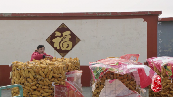 一畝地十萬塊,看小小西紅柿如何“紅火”了膠東半島上這個村 一畝地十萬塊,看小小西紅柿如何“紅火”了膠東半島上這個村