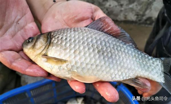 魚類身上常見的6種寄生蟲，5種容易發現，不要吃了後才知道