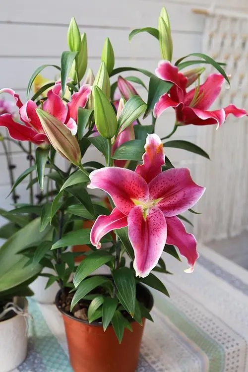 7種“富貴花”，平時一般般，過年才開花，擺家裡，好運連連