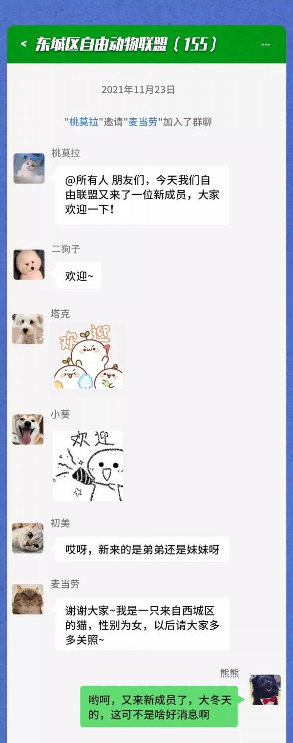 寒潮之下，流浪動物在一個群裡會聊什麼？