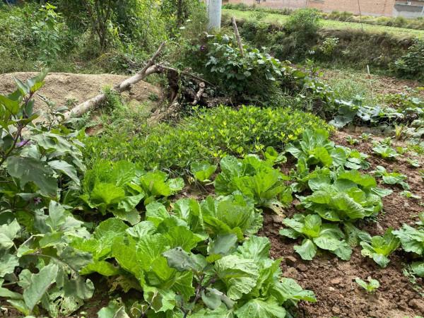 集團董事長高董種植的農作物給全國各地的朋友分享 集團董事長高董種植的農作物給全國各地的朋友分享