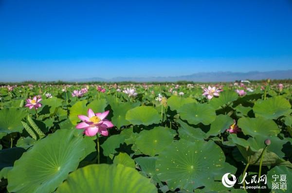寧夏沙湖萬畝荷花競相開放