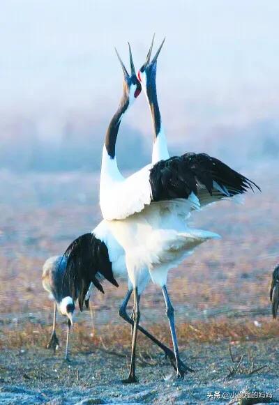分享-跳芭蕾的丹頂鶴