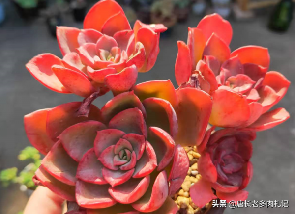 給多肉噴藥？請注意7點，要不你可能把多肉噴掛了，自己還出問題