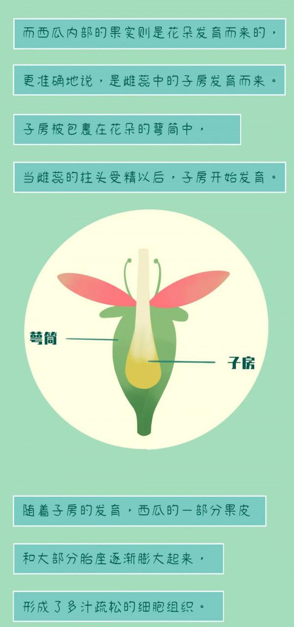 西瓜為啥中間一口最甜？！