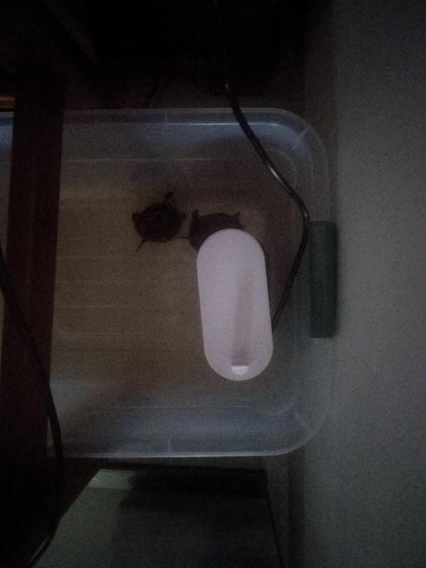 新手養龜第二天