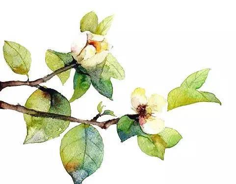 中藥的牙痛專用方——清胃散