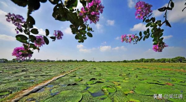 同裡雞頭米好吃有何秘訣？