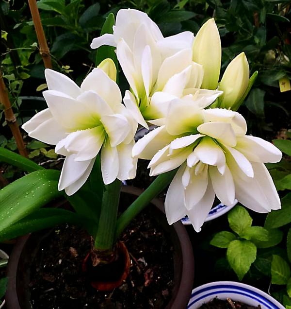 6種&OpenCurlyDoubleQuote;網紅花&rdquo;，喜歡可以買，顏值高，價格實惠，看著就&OpenCurlyDoubleQuote;歡喜&rdquo;