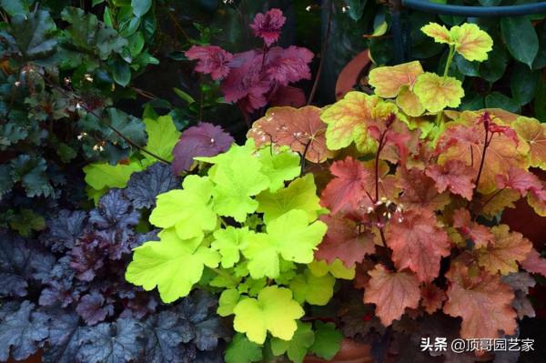 盤點15種適合庭院的彩葉植物，好看的庭院都需要一點不一樣的色彩